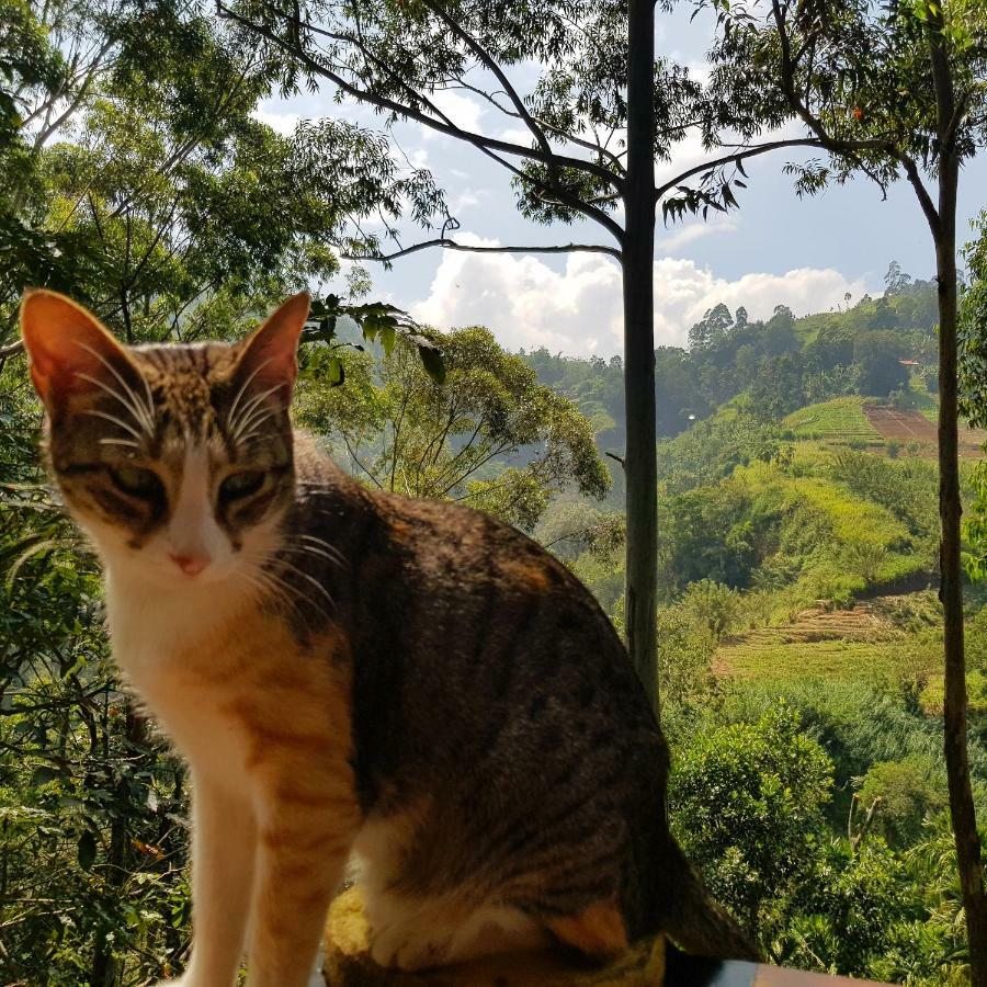 Waterfalls Homestay เอลลา ภายนอก รูปภาพ